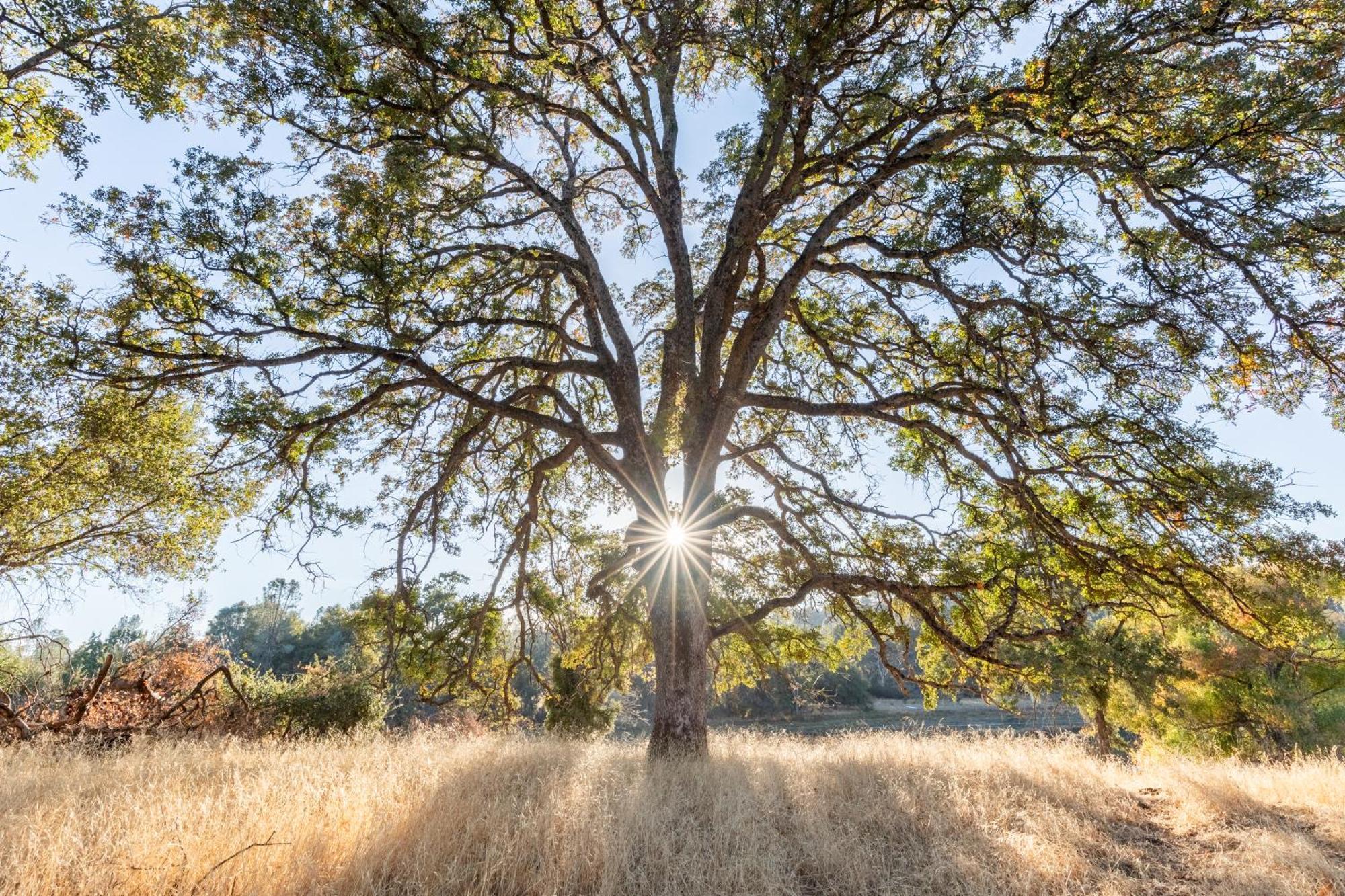 Rolling Oaks Ranch - 200 Acres Of Lakeside Beauty & Countryside Serenity Mariposa Ngoại thất bức ảnh