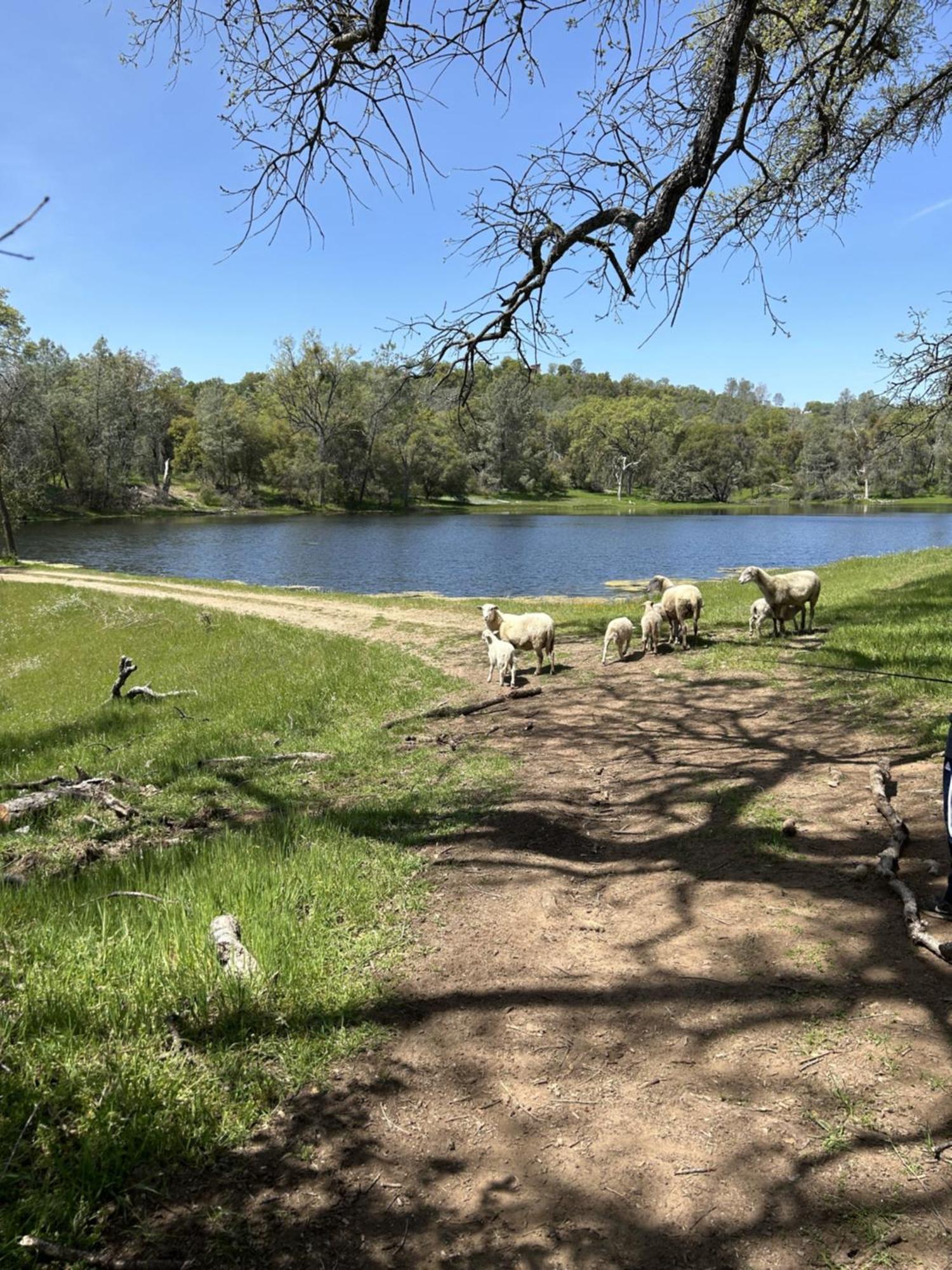 Rolling Oaks Ranch - 200 Acres Of Lakeside Beauty & Countryside Serenity Mariposa Ngoại thất bức ảnh